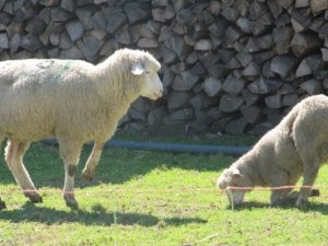 moutons
